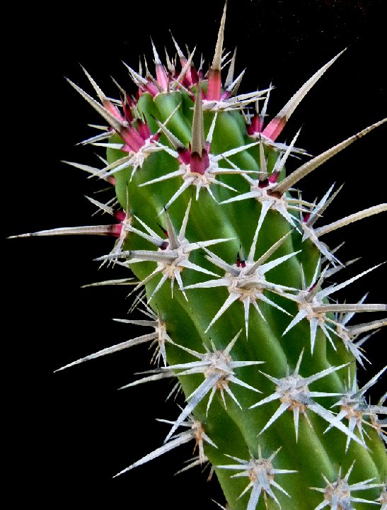 Stenocereus gummosus P1080544